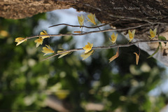 Dendrobium macrostachyum